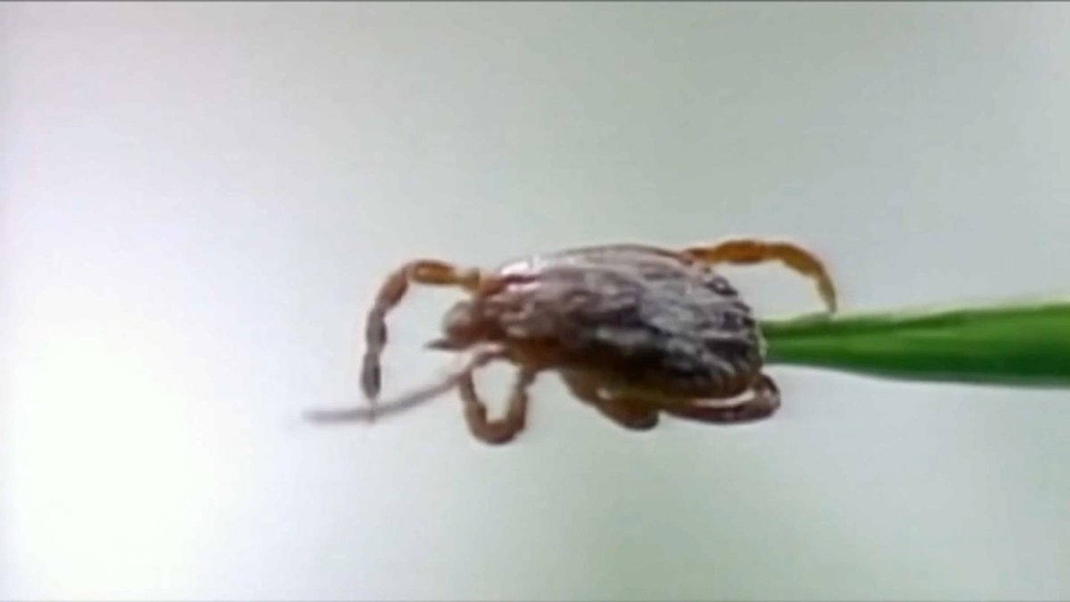 What is Powassan virus? What you need to know about the tick-borne illness making headlines in New England – NBC Connecticut