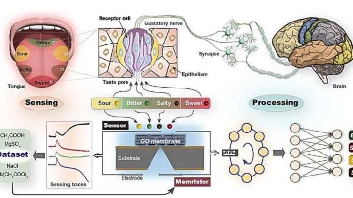 Crean la primera lengua artificial: puede sentir e identificar sabores como un órgano humano real