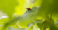 Virginia winemakers, researchers scrambling to defend vineyards from lanternflies