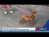 Clear the Shelters: Twiggy the dog finds a forever home