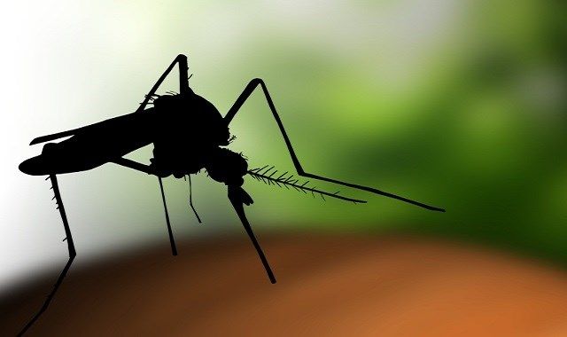 West Nile Virus detected across Pennsylvania, including in Bradford and Tioga Counties