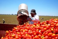 Economía y Agricultura establecen precios mínimos de exportación para tomate fresco 