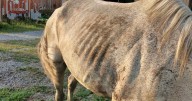 Cincinnati Animal CARE seizes 18 horses 'in heartbreaking condition' from local equestrian facility