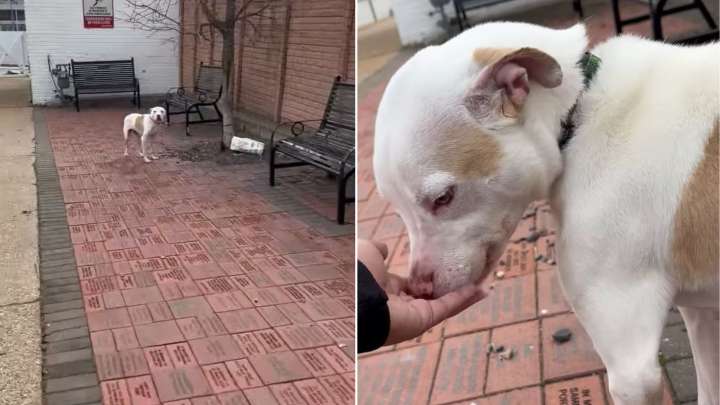 Abandoned Dog Cruelly Tied To A Tree In Missouri Can't Contain Happiness After Being Found