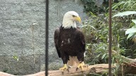 Bald eagle nests soar across Kentucky