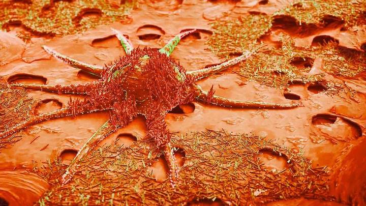 Vacuna experimental muestra buenos resultados contra el cáncer de páncreas
