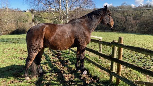 What every owner of horses aged 10 and over needs to know about Equine Cushing’s disease (PPID) *Sponsored*