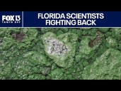 Florida's toxic algae threat: How scientists are fighting back