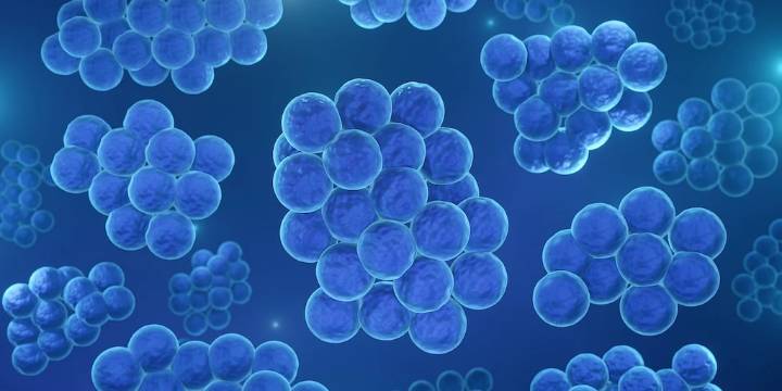Nuevos medios encontrados para tratar las infecciones por estafilococos en sangre