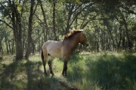 Rewilding project aims to restore resilience to fire