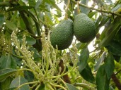Se buscan 200 trabajadores para la campaña del mango en Vélez