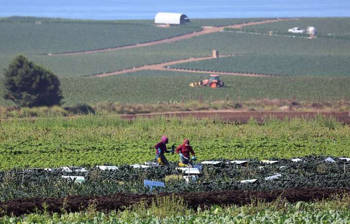 Photo | Kale ready for harvest at Lakeside Organic Gardens