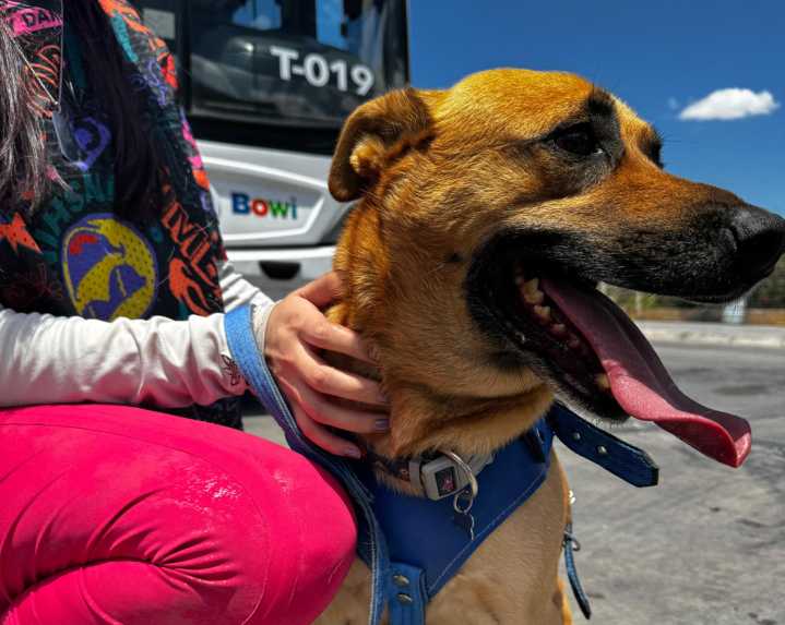 Conoce los requisitos para abordar al Bowí con perros de guía y apoyo emocional