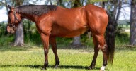Police looking for stolen horse