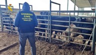 Sorprenden a trabajadores alterando pruebas sanitarias del ganado en Badajoz