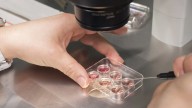 ¿La vitrificación de óvulos adelanta la menopausia? Esto opinan los expertos