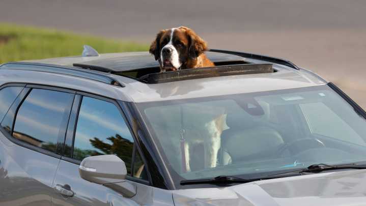 Can I leave my dog in the car? Could someone break in to let them out? What to know