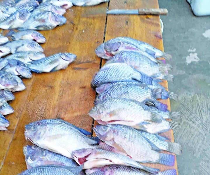 Arrasan con peces en la Champayán