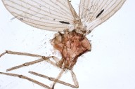 Científicos descubren cinco nuevas especies de moscas polilla en Ecuador y Venezuela