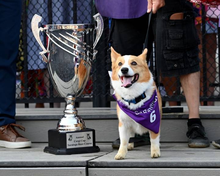 6-year-old Sam wins the inaugural Corgi Cup at Saratoga Race Course