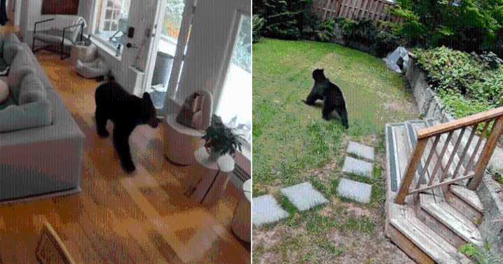 Pomeranian Confronts Black Bear in Their Home And It Was All Captured On Camera