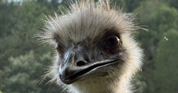 Update: Gary the Emu has been found and returned to his family
