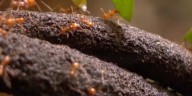 Pests in the Ozarks to stir up some trouble this fall