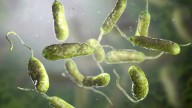 Bacteria ‘come carne’ deja seis muertos en Luisiana
