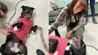 After 1,400 Days In A Texas Shelter, One Dog Finally Gets The Surprise Of Her Life