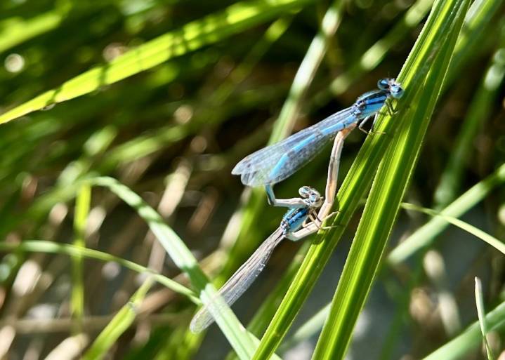 ‘Lucky bug’: dragonflies, damselflies and the predators that depend on them