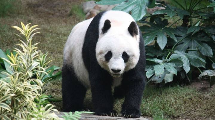 El multimillonario negocio de los osos pandas de China: los regalan a cambio de influencia en el mundo