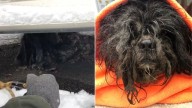 Missouri Rescue Team Approaches A Strange Clump Under A Van And Can’t Believe What They Find