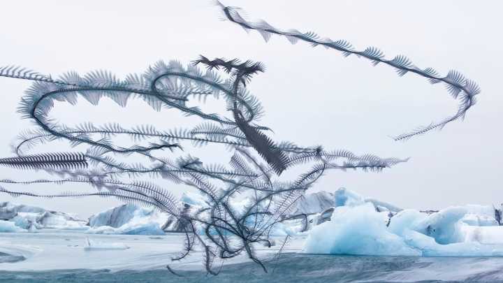 Review: Birds take flight in Selby Gardens photo show ‘The High Life’