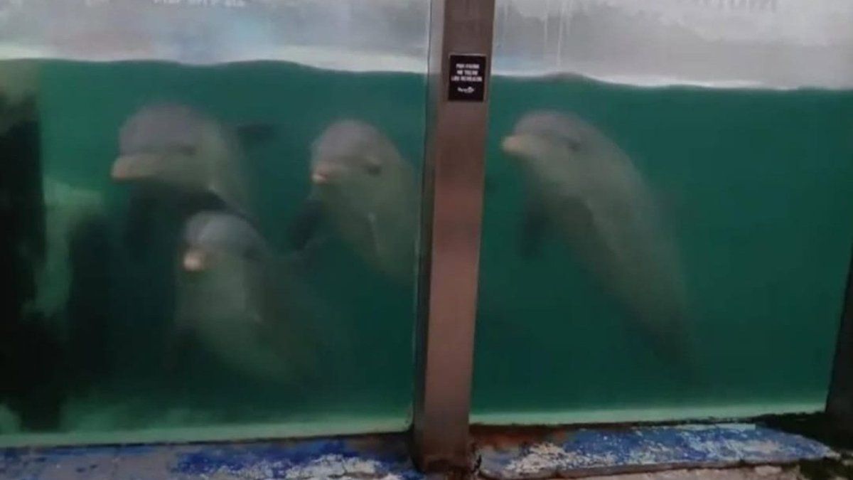 Denuncian el abandono de delfines tras el cierre del Aquarium de Mar del Plata