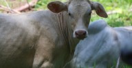 Unen esfuerzos Centroamérica, México y EUA para combatir el gusano barrenador