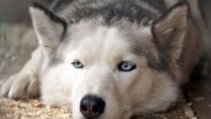 Estas son las 10 razas de perro que peor soportan el calor