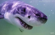 Aumentan los avistamientos de grandes tiburones blancos en Maine y Nueva Inglaterra