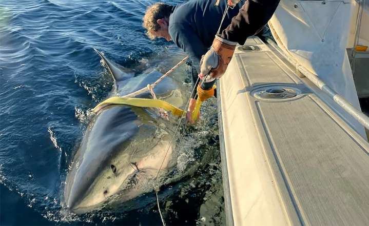 Massive 1,400-Pound Great White Shark ‘Breton’ Spotted off North Carolina Coast