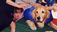 New ‘Air Bud' movie launches search for its star