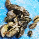 Zebra mussels confirmed in Union Lake in Douglas County