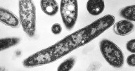 Death toll from Legionnaires' disease outbreak in New York City rises to 7 and infections hit 114
