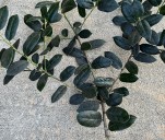 IN THE GARDEN: Insects can infest holly bushes
