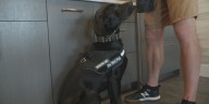 A dog adopted from the Siouxland Humane Society has a new family and a new job