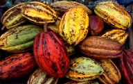 Producción de cacao venezolano crece 10 % en 2025