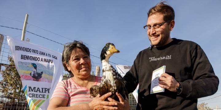 Cómo sigue la vida del Pato Juan luego de definir su nuevo lugar para vivir: alimento gratis y “DNI”