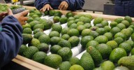 Palta peruana en la mira: Producto de exportación alerta a la UE por posible contaminación con cadmio