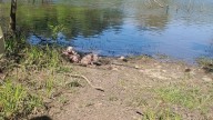 South Carolina Kayaker's Day Took Turn When She Encountered Something She Could Not Ignore