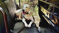 Knoxville K-9 and handler search for missing camper in Texas floods