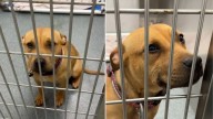 Friendly Dog At Texas Shelter Smiles At Everyone, Hoping To Be Adopted Soon