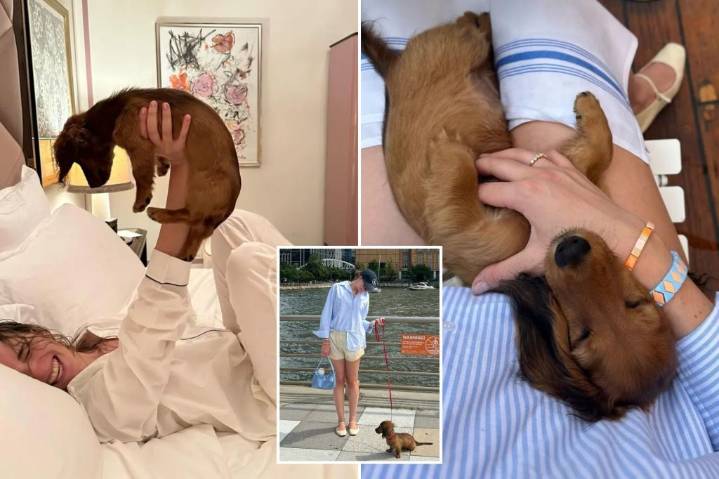 Long Island man in legal dog fight with ex over miniature Dachshund
